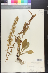 Solidago erecta image