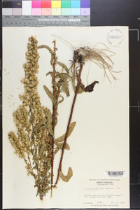 Solidago erecta image