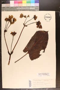 Silphium terebinthinaceum var. terebinthinaceum image