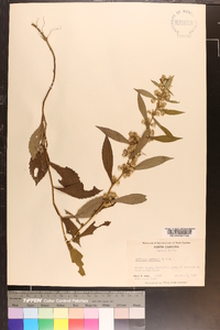 Solidago curtisii image