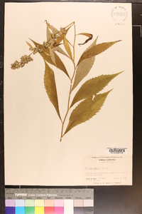 Solidago curtisii image