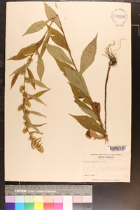 Solidago curtisii image