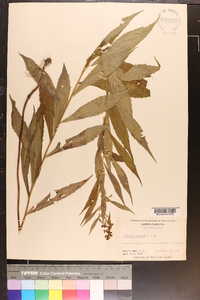 Solidago curtisii image