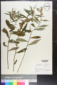 Solidago curtisii image