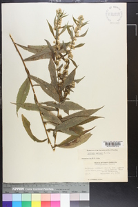 Solidago curtisii image