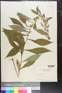 Solidago curtisii image