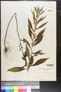 Solidago curtisii image