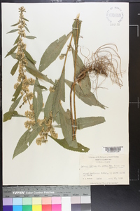 Solidago curtisii image