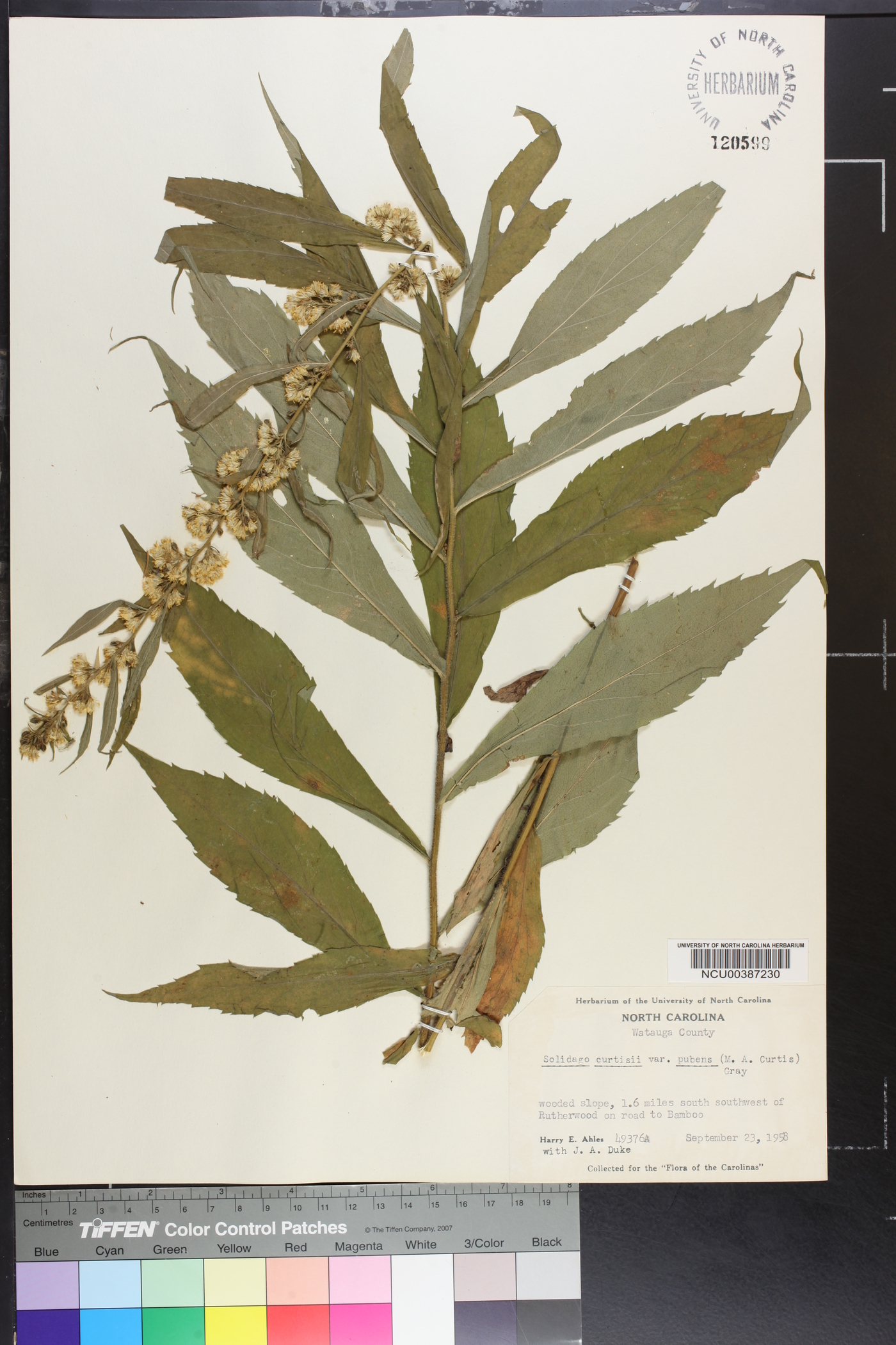 Solidago curtisii var. pubens image