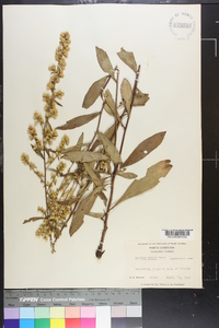 Solidago erecta image