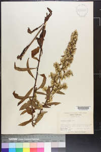 Solidago erecta image