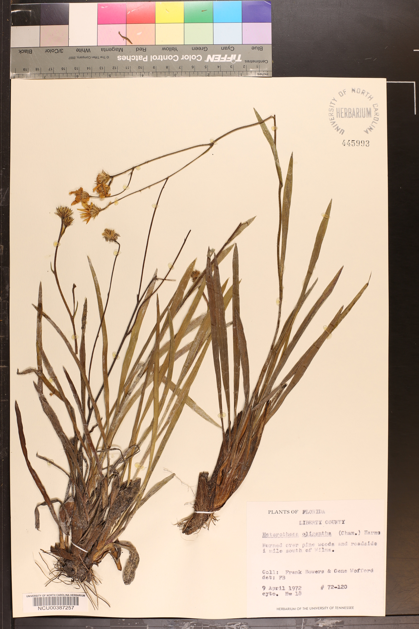 Heterotheca oligantha image