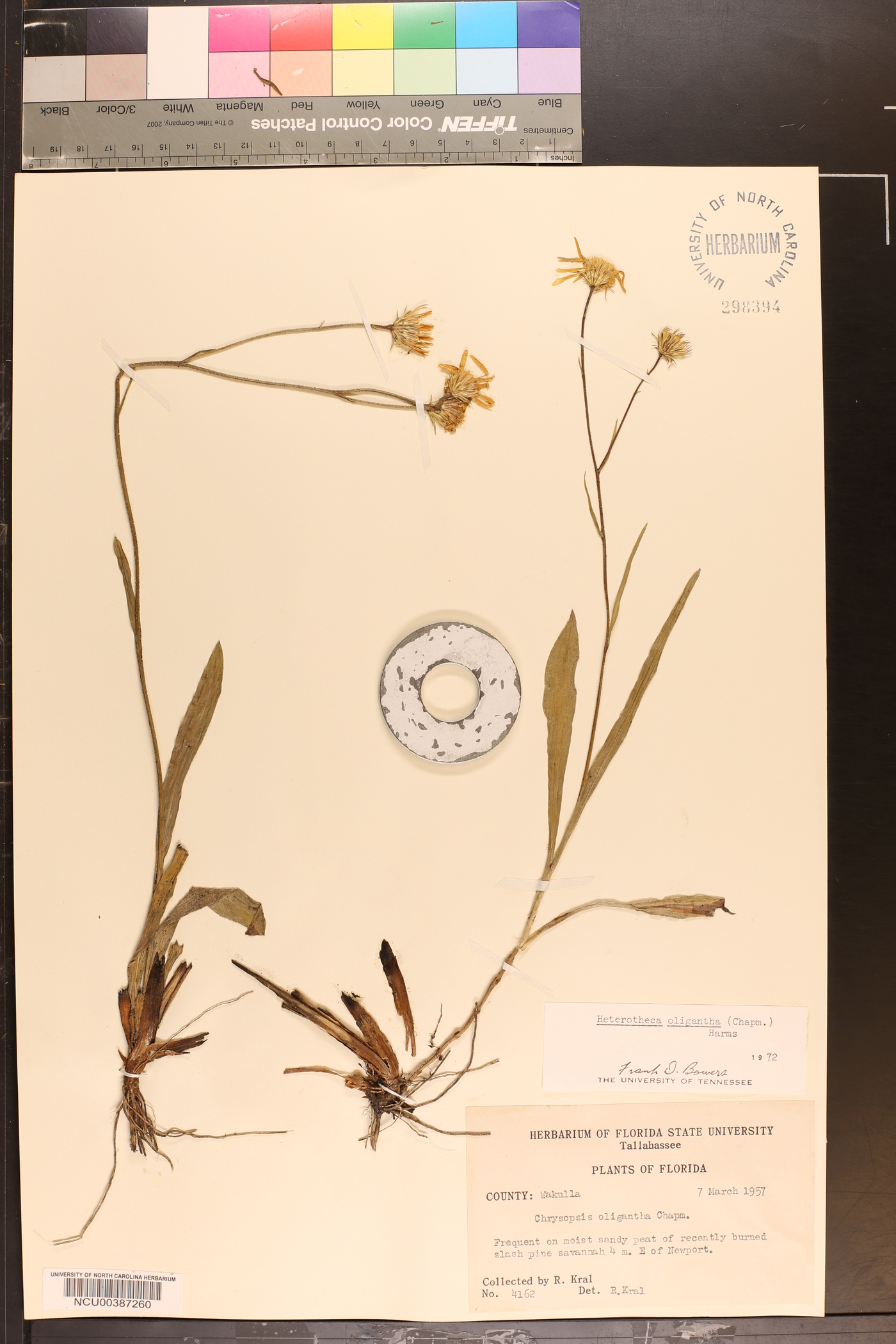 Chrysopsis oligantha image