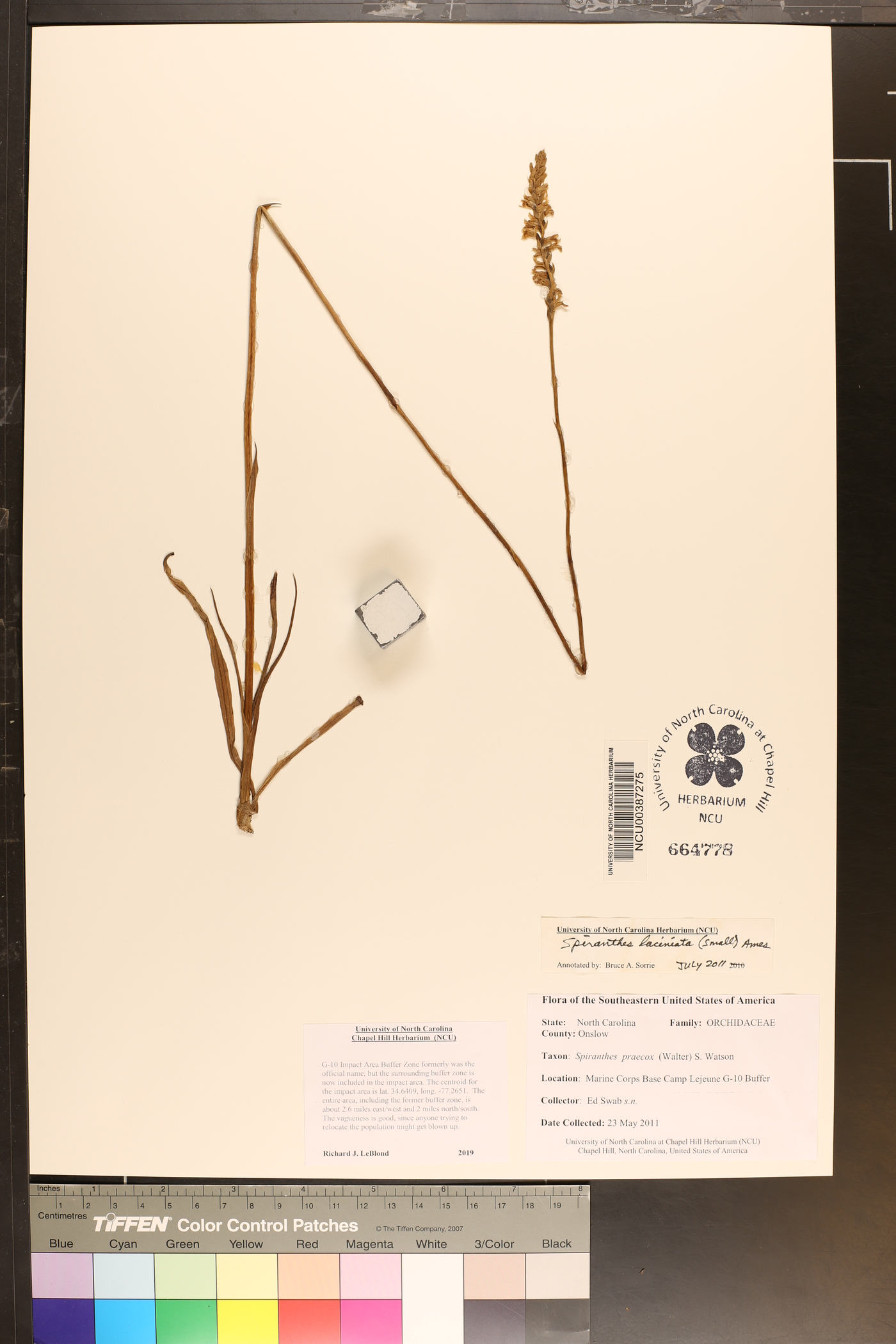 Spiranthes praecox image
