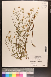 Aster turbinellus image