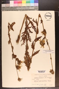 Silphium laciniatum image