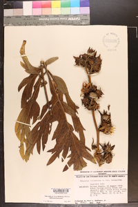 Silphium laciniatum image