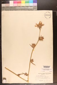 Silphium laciniatum image