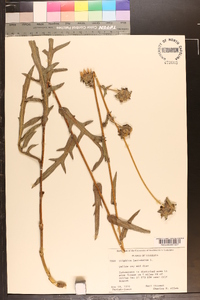 Silphium laciniatum image