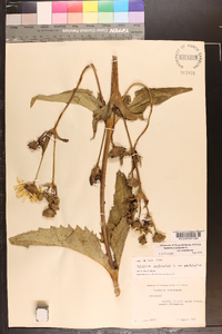 Silphium perfoliatum image