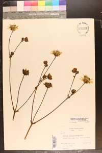 Silphium terebinthinaceum var. terebinthinaceum image