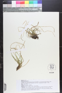 Carex umbellata image