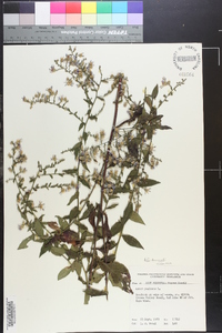 Symphyotrichum drummondii image