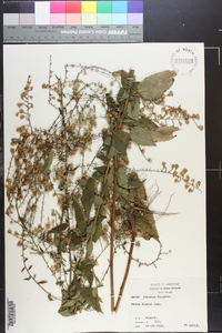 Symphyotrichum drummondii var. texanum image