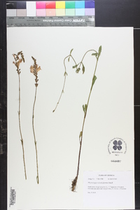 Physostegia veroniciformis image