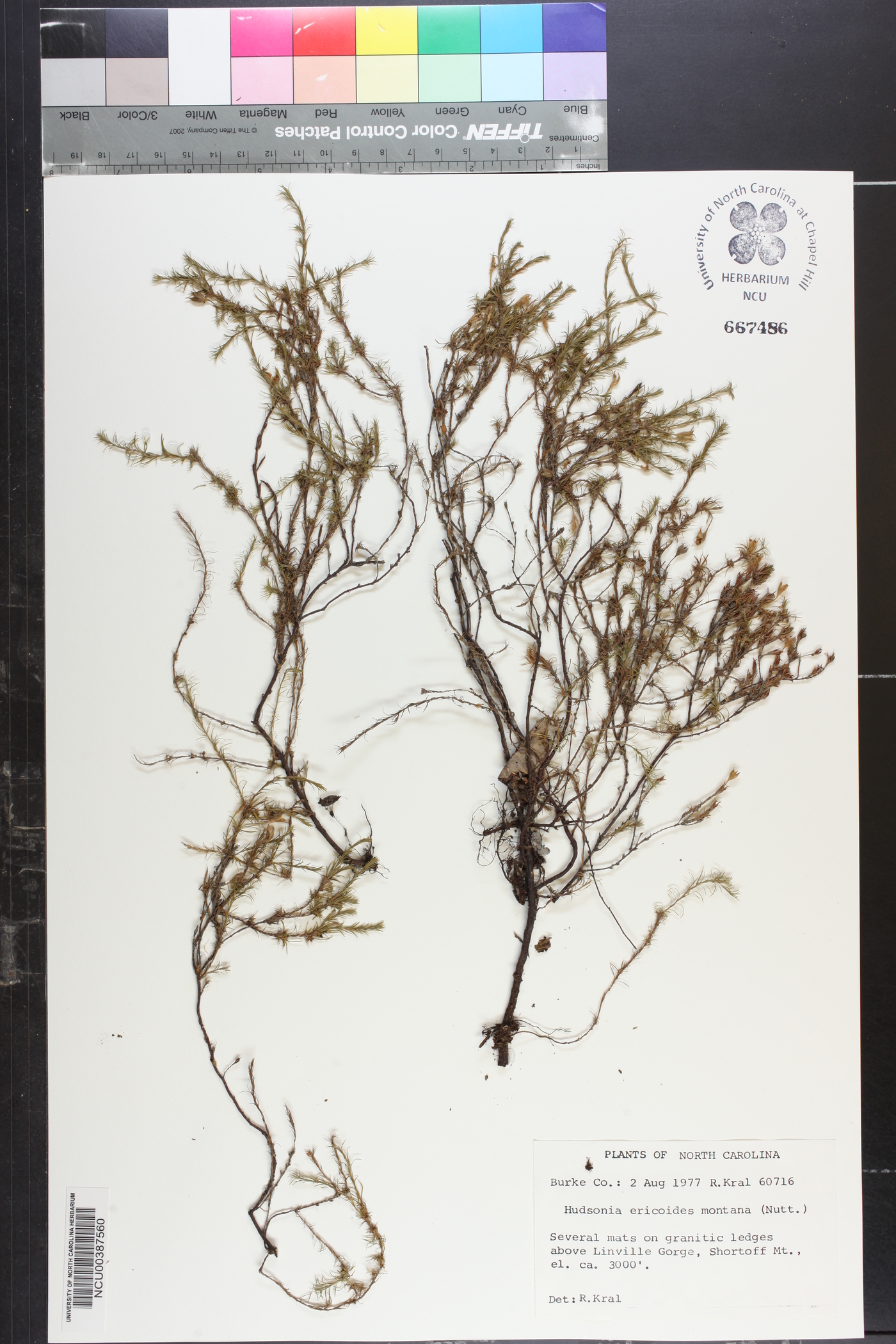 Hudsonia ericoides subsp. montana image