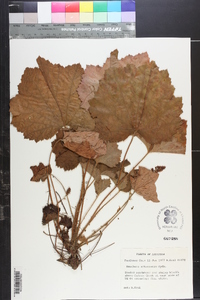 Heuchera arkansana image