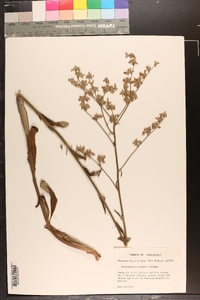 Eriogonum harperi image