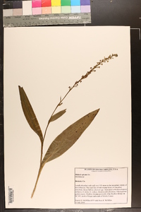 Platanthera flava image