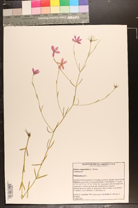 Sabatia campanulata image