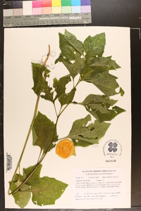 Alkekengi officinarum image