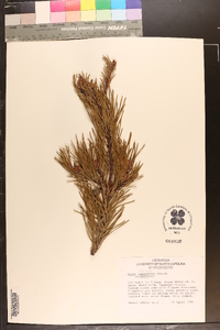 Pinus echinata image