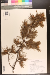 Pinus echinata image