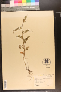 Vicia sativa subsp. nigra image