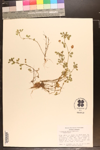 Trifolium dubium image