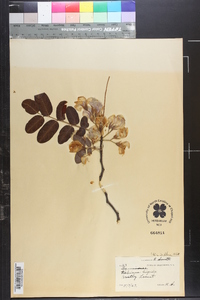 Robinia hispida image