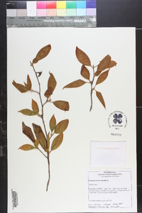 Stewartia sinensis image