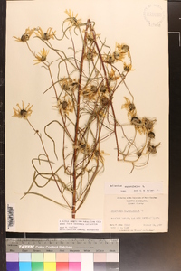 Helianthus angustifolius image