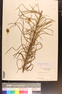 Helianthus angustifolius image