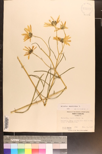 Helianthus angustifolius image