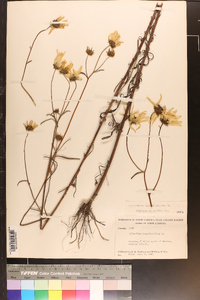 Helianthus angustifolius image