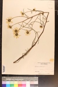 Helianthus angustifolius image