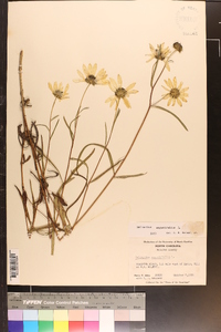 Helianthus angustifolius image