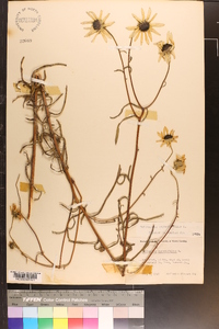 Helianthus angustifolius image