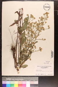 Symphyotrichum undulatum image