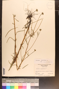 Helianthus angustifolius image